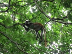 Jozani Forest monkey